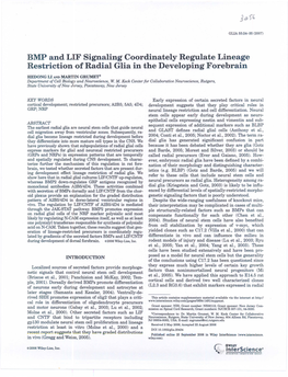 BMP and LIF Signaling Coordinately Regulate Lineage Restriction of Radial Glia in the Developing Forebrain