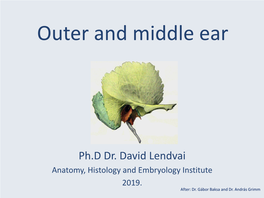 Outer and Middle Ear