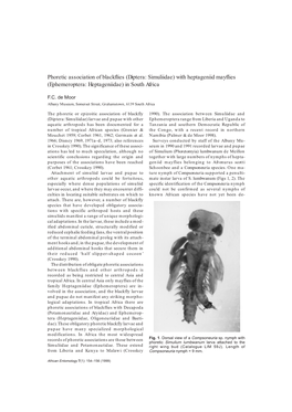 Phoretic Association of Blackflies (Diptera: Simuliidae) with Heptageniid Mayflies (Ephemeroptera: Heptageniidae) in South Africa