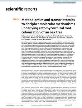 Metabolomics and Transcriptomics to Decipher Molecular Mechanisms Underlying Ectomycorrhizal Root Colonization of an Oak Tree M