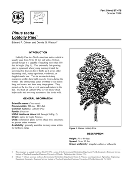 Pinus Taeda Loblolly Pine1 Edward F