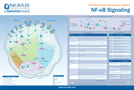 Pathways & Key Molecular Targets