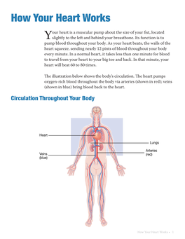 How Your Heart Works