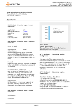 NFYC Antibody - C-Terminal Region Rabbit Polyclonal Antibody Catalog # AI16112