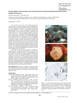 Oscula Occlusion During the Reproductive Period of the Sponge