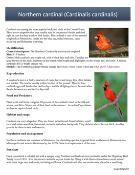 Northern Cardinal (Cardinalis Cardinalis)