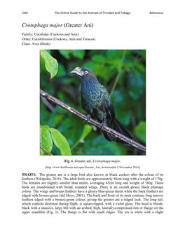 Crotophaga Major (Greater Ani)