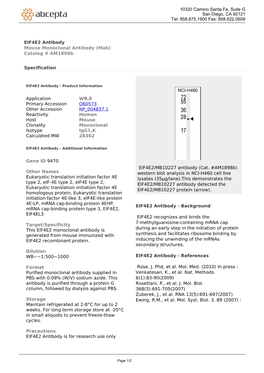 EIF4E2 Antibody Mouse Monoclonal Antibody (Mab) Catalog # Am1898b