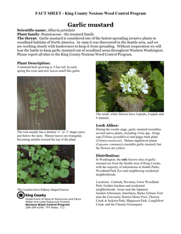 Garlic Mustard