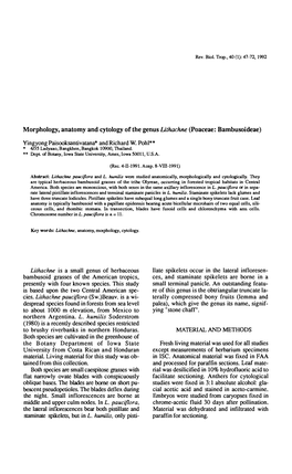 Morphology, Anatomy and Cytology of the Genus Lithachne (Poaceae: Bambusoideae)