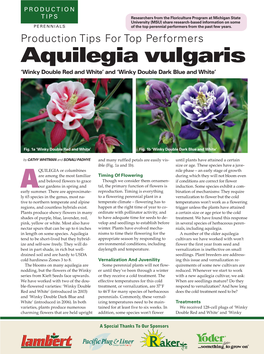 Aquilegia Vulgaris ‘Winky Double Red and White’ and ‘Winky Double Dark Blue and White’