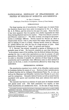 Pathological Histology of Strawberries Af- Fected by Species of Botrytis and Rhizopus