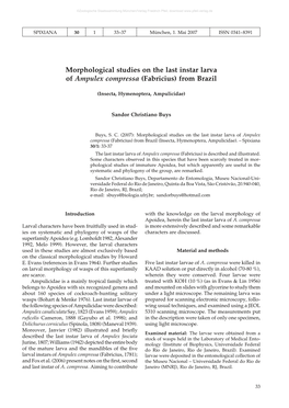 Morphological Studies on the Last Instar Larva of Ampulex Compressa (Fabricius) from Brazil