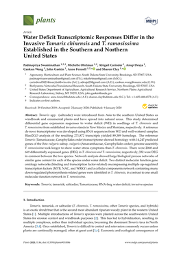 Water Deficit Transcriptomic Responses Differ in the Invasive