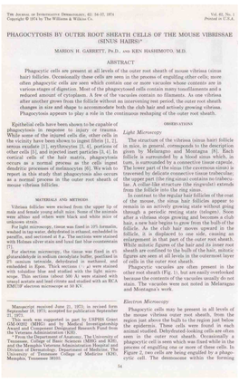 Phagocytosis by Outer Root Sheath Cells on the Mouse Vibrissae