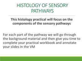 Histology of the Nervous System