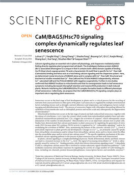 Cam/BAG5/Hsc70 Signaling Complex Dynamically Regulates Leaf