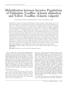 Hybridization Between Invasive Populations of Dalmatian Toadflax (Linaria Dalmatica) and Yellow Toadflax (Linaria Vulgaris)