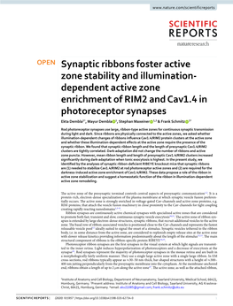 Dependent Active Zone Enrichment of RIM2 and Cav1.4 in Photoreceptor Synapses Ekta Dembla1*, Mayur Dembla 1, Stephan Maxeiner 1,2 & Frank Schmitz 1*