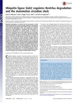 Ubiquitin Ligase Siah2 Regulates Reverbα Degradation and the Mammalian Circadian Clock