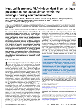 Neutrophils Promote VLA-4–Dependent B Cell Antigen Presentation and Accumulation Within the Meninges During Neuroinflammation