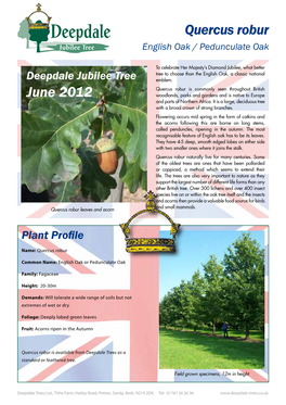 Quercus Robur Jubilee Tree English Oak / Pedunculate Oak