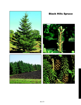 Black Hills Spruce