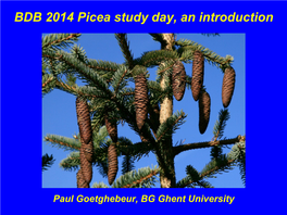 BDB 2014 Picea Study Day, an Introduction