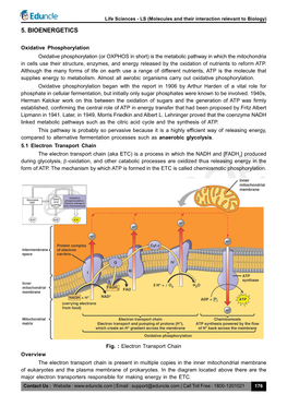 5. Bioenergetics