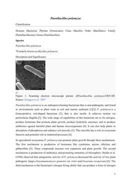 Paenibacillus Polymyxa