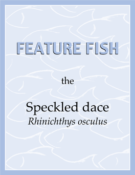 Speckled Dace Rhinichthys Osculus FEATURE FISH