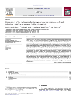 Morphology of the Male Reproductive System and Spermatozoa in Centris