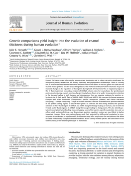 Genetic Comparisons Yield Insight Into the Evolution of Enamel Thickness During Human Evolutionq