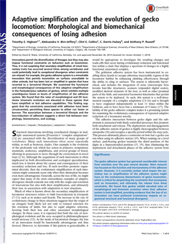 Adaptive Simplification and the Evolution of Gecko Locomotion: Morphological and Biomechanical Consequences of Losing Adhesion