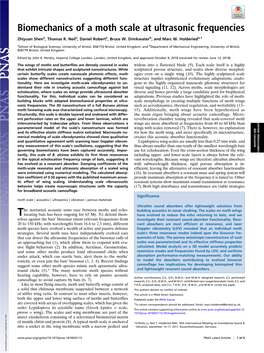 Biomechanics of a Moth Scale at Ultrasonic Frequencies