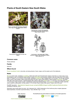 Xanthosia Pilosa Complex (Apiaceae: Hydrocotyloideae)
