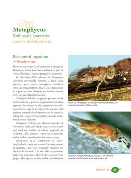 Metaphycusm Soft Scale Parasites (Under Development)