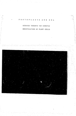 Interaction of E. Coli DNA with Tobacco Mesophyll Protoplasts 9 3