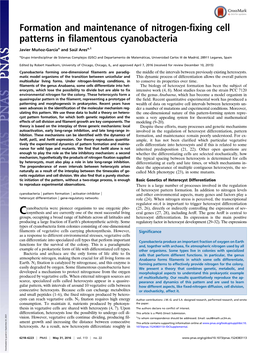 Formation and Maintenance of Nitrogen-Fixing Cell Patterns in Filamentous Cyanobacteria