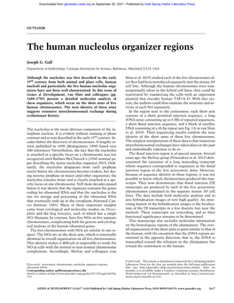 The Human Nucleolus Organizer Regions