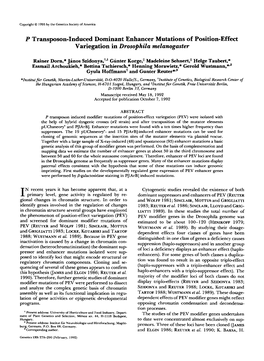 P Transposon-Induced Dominant Enhancer Mutations of Position-Effect Variegation in Drosophila Melanogaster