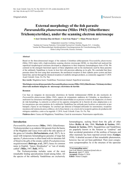 External Morphology of the Fish Parasite Paravandellia Phaneronema