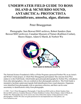 PROTOCTISTA Foraminiferans, Amoeba, Algae, Diatoms