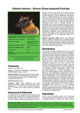 Eidolon Helvum – African Straw-Coloured Fruit-Bat