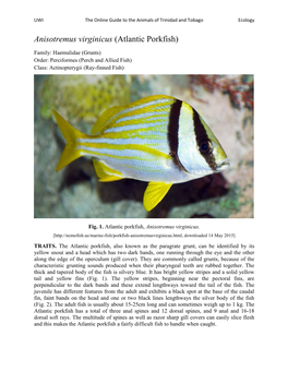 Anisotremus Virginicus (Atlantic Porkfish)