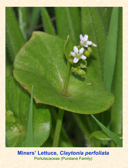 Miners' Lettuce, Claytonia Perfoliata