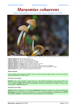 Marasmius Cohaerens