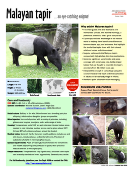 Malayan Tapir