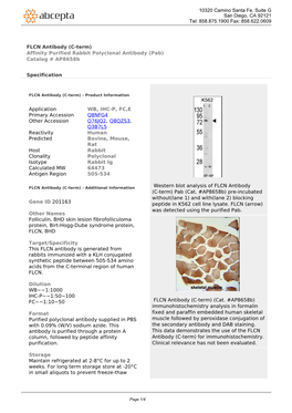 FLCN Antibody (C-Term) Affinity Purified Rabbit Polyclonal Antibody (Pab) Catalog # Ap8658b