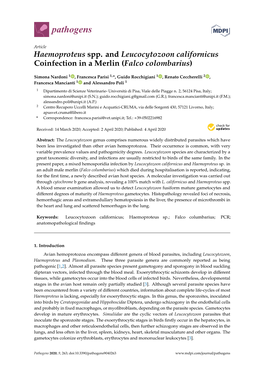 Haemoproteus Spp. and Leucocytozoon Californicus Coinfection in a Merlin (Falco Colombarius)